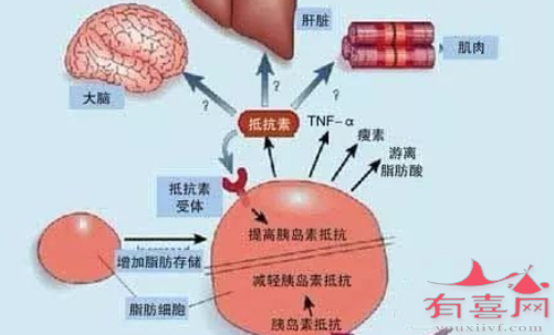 试管婴儿移植-程序全图