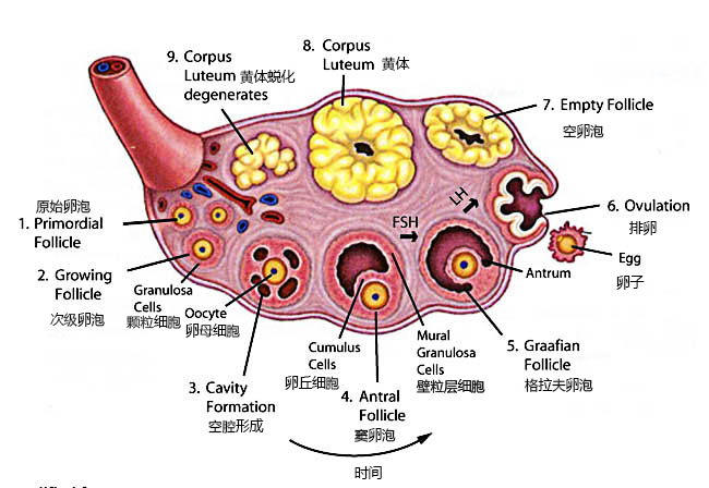 卵泡发育