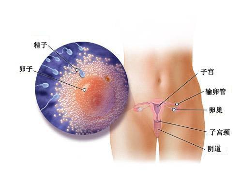 杭州供卵助孕电话：孕期第一周胎儿图表